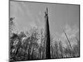Wood Mount