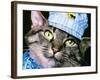 Engineer Chessie-null-Framed Giclee Print