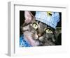 Engineer Chessie-null-Framed Premium Giclee Print