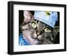 Engineer Chessie-null-Framed Giclee Print