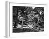 England, Derwentwater-null-Framed Photographic Print