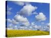 England, Hampshire, Rape Fields and Clouds-Steve Vidler-Stretched Canvas