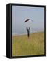 England, Isle of Wight; Boy Flying a Kite on the Downs Near Compton Bay in Southwest of the Island-Will Gray-Framed Stretched Canvas