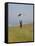 England, Isle of Wight; Boy Flying a Kite on the Downs Near Compton Bay in Southwest of the Island-Will Gray-Framed Stretched Canvas