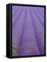 England, Kent, Shoreham, Lavender Fields at Shoreham, in North Kent-Katie Garrod-Framed Stretched Canvas