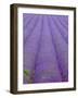 England, Kent, Shoreham, Lavender Fields at Shoreham, in North Kent-Katie Garrod-Framed Photographic Print