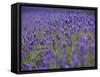 England, Kent, Shoreham, Lavender Fields at Shoreham, in North Kent-Katie Garrod-Framed Stretched Canvas