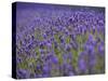 England, Kent, Shoreham, Lavender Fields at Shoreham, in North Kent-Katie Garrod-Stretched Canvas