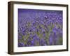 England, Kent, Shoreham, Lavender Fields at Shoreham, in North Kent-Katie Garrod-Framed Photographic Print