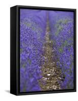 England, Kent, Shoreham, Lavender Fields at Shoreham, in North Kent-Katie Garrod-Framed Stretched Canvas