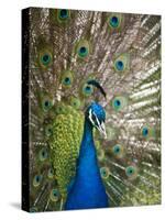 England, Kent, Wingham, Peacock Displaying at Wingham Wildlife Park-Katie Garrod-Stretched Canvas