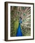 England, Kent, Wingham, Peacock Displaying at Wingham Wildlife Park-Katie Garrod-Framed Photographic Print