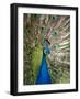 England, Kent, Wingham, Peacock Displaying at Wingham Wildlife Park-Katie Garrod-Framed Photographic Print