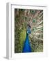 England, Kent, Wingham, Peacock Displaying at Wingham Wildlife Park-Katie Garrod-Framed Photographic Print