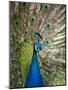 England, Kent, Wingham, Peacock Displaying at Wingham Wildlife Park-Katie Garrod-Mounted Photographic Print