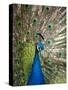 England, Kent, Wingham, Peacock Displaying at Wingham Wildlife Park-Katie Garrod-Stretched Canvas