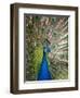 England, Kent, Wingham, Peacock Displaying at Wingham Wildlife Park-Katie Garrod-Framed Premium Photographic Print