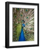 England, Kent, Wingham, Peacock Displaying at Wingham Wildlife Park-Katie Garrod-Framed Premium Photographic Print