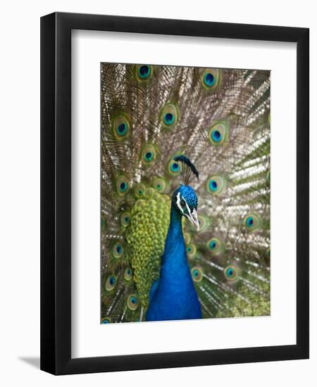 England, Kent, Wingham, Peacock Displaying at Wingham Wildlife Park-Katie Garrod-Framed Premium Photographic Print