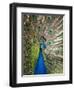 England, Kent, Wingham, Peacock Displaying at Wingham Wildlife Park-Katie Garrod-Framed Premium Photographic Print