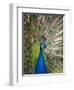 England, Kent, Wingham, Peacock Displaying at Wingham Wildlife Park-Katie Garrod-Framed Premium Photographic Print