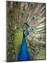 England, Kent, Wingham, Peacock Displaying at Wingham Wildlife Park-Katie Garrod-Mounted Premium Photographic Print