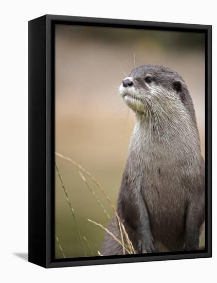 England, Leicestershire; Short-Clawed Asian Otter at Twycross Zoo Near the National Zoo-Will Gray-Framed Stretched Canvas