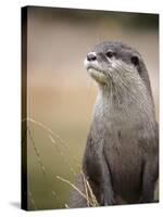England, Leicestershire; Short-Clawed Asian Otter at Twycross Zoo Near the National Zoo-Will Gray-Stretched Canvas