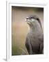 England, Leicestershire; Short-Clawed Asian Otter at Twycross Zoo Near the National Zoo-Will Gray-Framed Premium Photographic Print