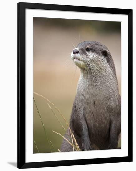 England, Leicestershire; Short-Clawed Asian Otter at Twycross Zoo Near the National Zoo-Will Gray-Framed Premium Photographic Print