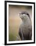 England, Leicestershire; Short-Clawed Asian Otter at Twycross Zoo Near the National Zoo-Will Gray-Framed Premium Photographic Print