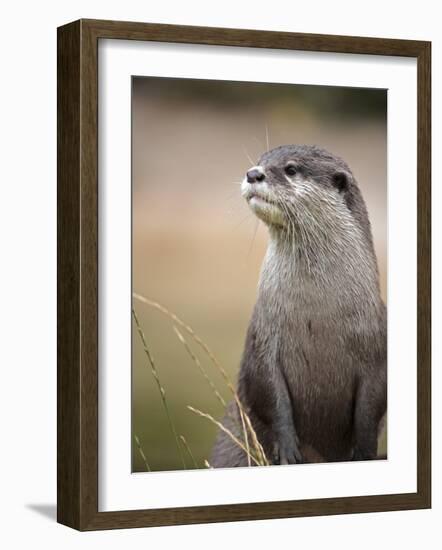 England, Leicestershire; Short-Clawed Asian Otter at Twycross Zoo Near the National Zoo-Will Gray-Framed Photographic Print