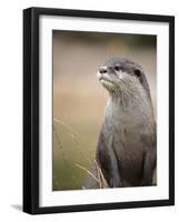 England, Leicestershire; Short-Clawed Asian Otter at Twycross Zoo Near the National Zoo-Will Gray-Framed Photographic Print