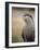 England, Leicestershire; Short-Clawed Asian Otter at Twycross Zoo Near the National Zoo-Will Gray-Framed Photographic Print