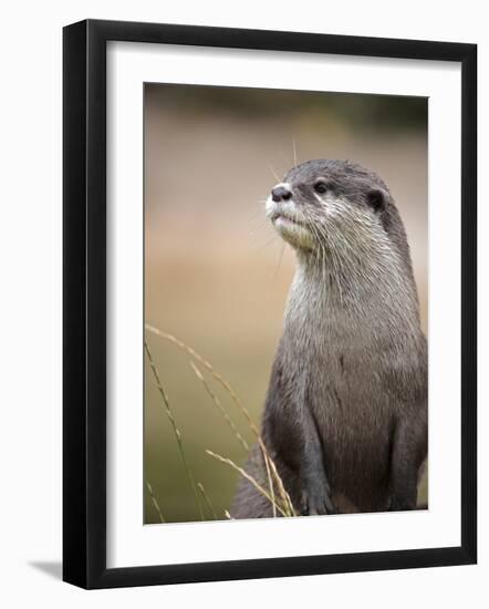 England, Leicestershire; Short-Clawed Asian Otter at Twycross Zoo Near the National Zoo-Will Gray-Framed Photographic Print