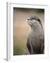 England, Leicestershire; Short-Clawed Asian Otter at Twycross Zoo Near the National Zoo-Will Gray-Framed Photographic Print