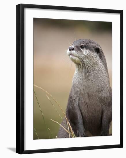 England, Leicestershire; Short-Clawed Asian Otter at Twycross Zoo Near the National Zoo-Will Gray-Framed Photographic Print