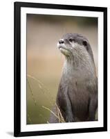 England, Leicestershire; Short-Clawed Asian Otter at Twycross Zoo Near the National Zoo-Will Gray-Framed Photographic Print