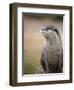 England, Leicestershire; Short-Clawed Asian Otter at Twycross Zoo Near the National Zoo-Will Gray-Framed Photographic Print