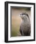 England, Leicestershire; Short-Clawed Asian Otter at Twycross Zoo Near the National Zoo-Will Gray-Framed Photographic Print