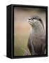 England, Leicestershire; Short-Clawed Asian Otter at Twycross Zoo Near the National Zoo-Will Gray-Framed Stretched Canvas