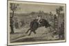 England V Australia, the Buckjumper Collared-null-Mounted Giclee Print