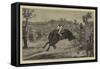England V Australia, the Buckjumper Collared-null-Framed Stretched Canvas