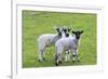 England, West Yorkshire. Pastures and grazing lands with lambs.-Emily Wilson-Framed Premium Photographic Print