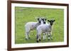 England, West Yorkshire. Pastures and grazing lands with lambs.-Emily Wilson-Framed Premium Photographic Print