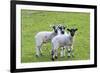 England, West Yorkshire. Pastures and grazing lands with lambs.-Emily Wilson-Framed Premium Photographic Print