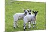 England, West Yorkshire. Pastures and grazing lands with lambs.-Emily Wilson-Mounted Premium Photographic Print