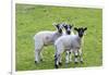 England, West Yorkshire. Pastures and grazing lands with lambs.-Emily Wilson-Framed Photographic Print