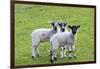 England, West Yorkshire. Pastures and grazing lands with lambs.-Emily Wilson-Framed Photographic Print