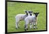 England, West Yorkshire. Pastures and grazing lands with lambs.-Emily Wilson-Framed Photographic Print